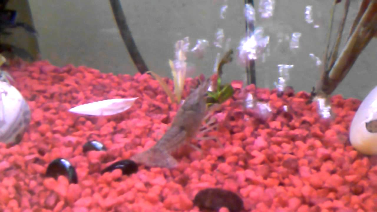 The crayfish is eating my plants! YouTube