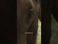Il rapporto tra l’elefante e il suo guardiano #shorts #progettohappiness #nature #elephantman