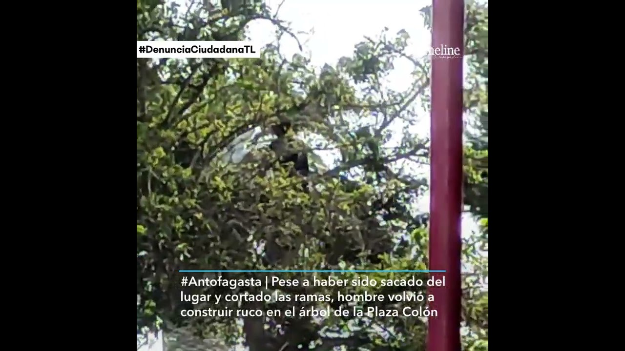 Hombre arma ruco arriba de un árbol en Antofagasta