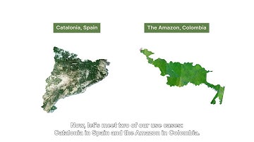User Perspectives on Forest Carbon Monitoring