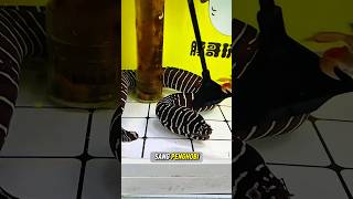 SANG BELUT MORAY KENA MENTAL KARENA KEPITING KECIL#hobbyikan #ikan #shorts