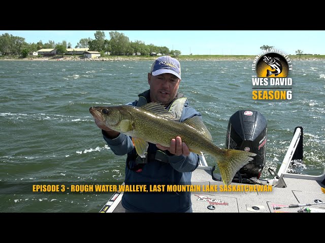 日本未発売 USダイワ ベッシー Walleye FAST SINKING 日本未発売 USダイワ ベッシー Walleye FAST SINKING BESSIE
