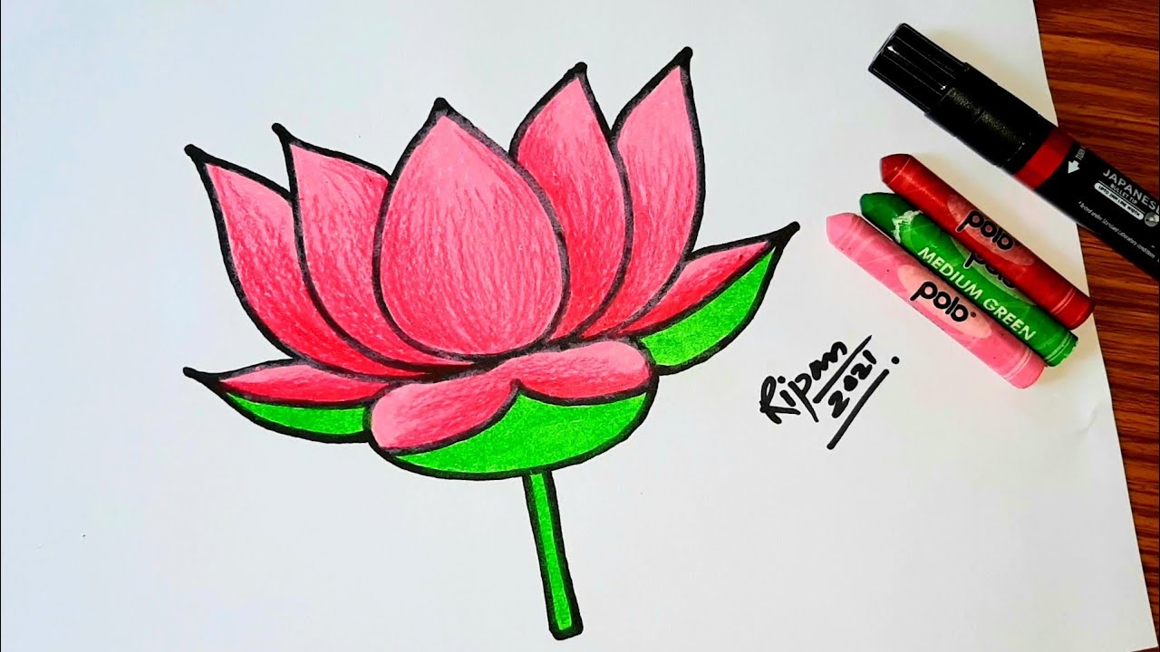 How To Draw A LOTUS FLOWER Step By Step National Flower Drawing Of how-to-draw-a-lotus-flower-step-by-step-national-flower-drawing-of