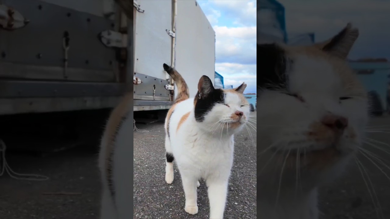 漁港にいるハートマークの三毛猫ちゃんはいつも寄ってきてカワイイ
