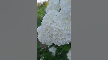 #SHORTS HOA ĐẸP Ở ĐỨC,KHANH NGUYEN CUỘC SỐNG ĐỨC