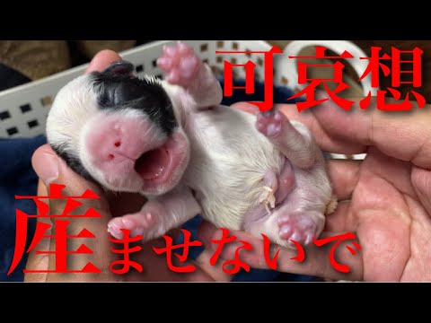 【出産映像】無理やり子犬を産まされるフレンチブルドッグが可哀想で見てられない