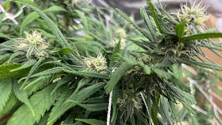 Blue Dream Grow - Flower Day 32