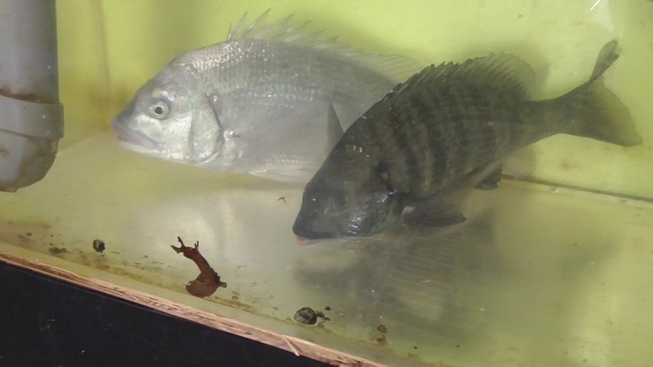 チヌ クロダイ は同じ魚種でもなぜ色が違う 釣太郎ブログ