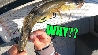 I Caught TWO TAGGED Walleye! Spring Fishing