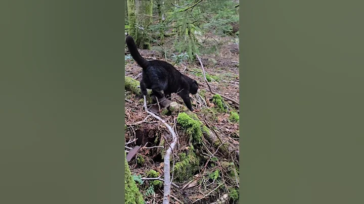 Video 9410091: scottishfold cat cute, forest cat cute, cats cute catlife