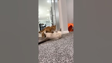 unstoppable force meets an immovable object