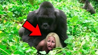 What This Gorilla Did To A Tourist In The Jungle, Shocked The Whole World!