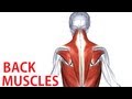 Back Muscles Anatomy - Trapezius, Latissimus, Rhomboid Anatomy