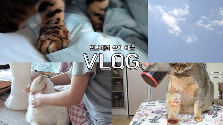 #VLOG 주말│멍냥이랑 복작복작 브이로그│＃다묘가정 ＃집사일상 ＃고양이일상 #주말vlog #초밥