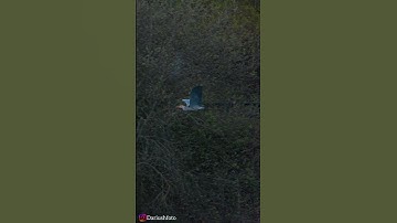 Real HDR Sony a7Rv 👀  ایرانی #iran #birds #heron #sonya7rv