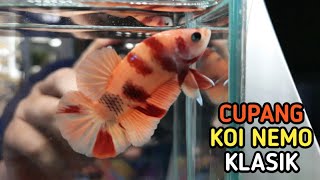 CUPANG KOI NEMO KLASIK