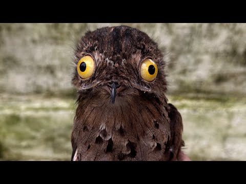 El nictibio urutaú: las leyendas del pajaro FANTASMA!