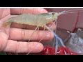 30 days update  growing freshwater prawns in a stock tank