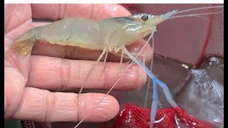 30 Days Update  Growing Freshwater Prawns in a Stock Tank