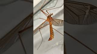 Common Crane Flytipula Oleracea.