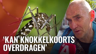 Stad gaat strijd aan met exotische tijgermug
