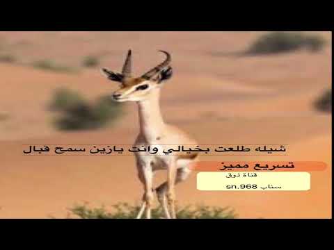 شيله طلعت بخيالي العذب و هادي بن جابر تسريع مميز