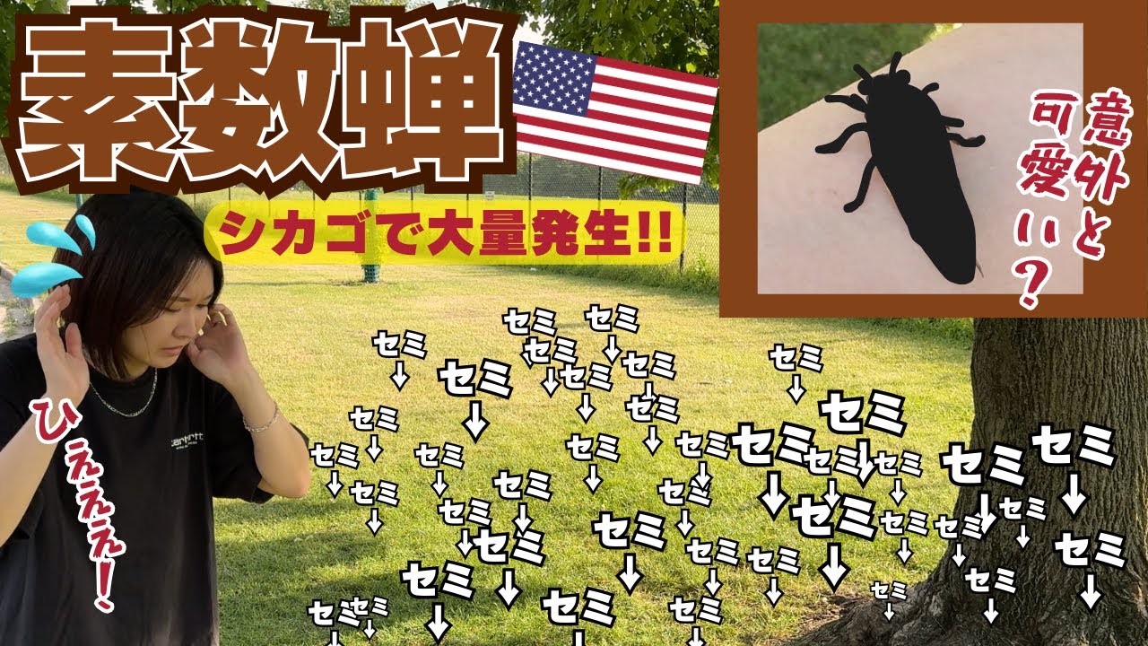 素数ゼミ】221年ぶりの大量発生！17年周期ゼミを捕まえに公園へ行って