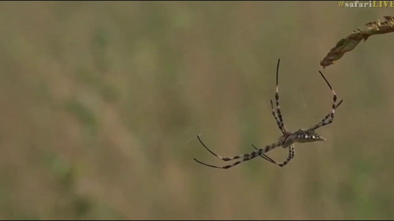 sindile faku April 10, 2017- Garden Orb Spider