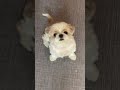 そのゆで卵ください　#シーズー