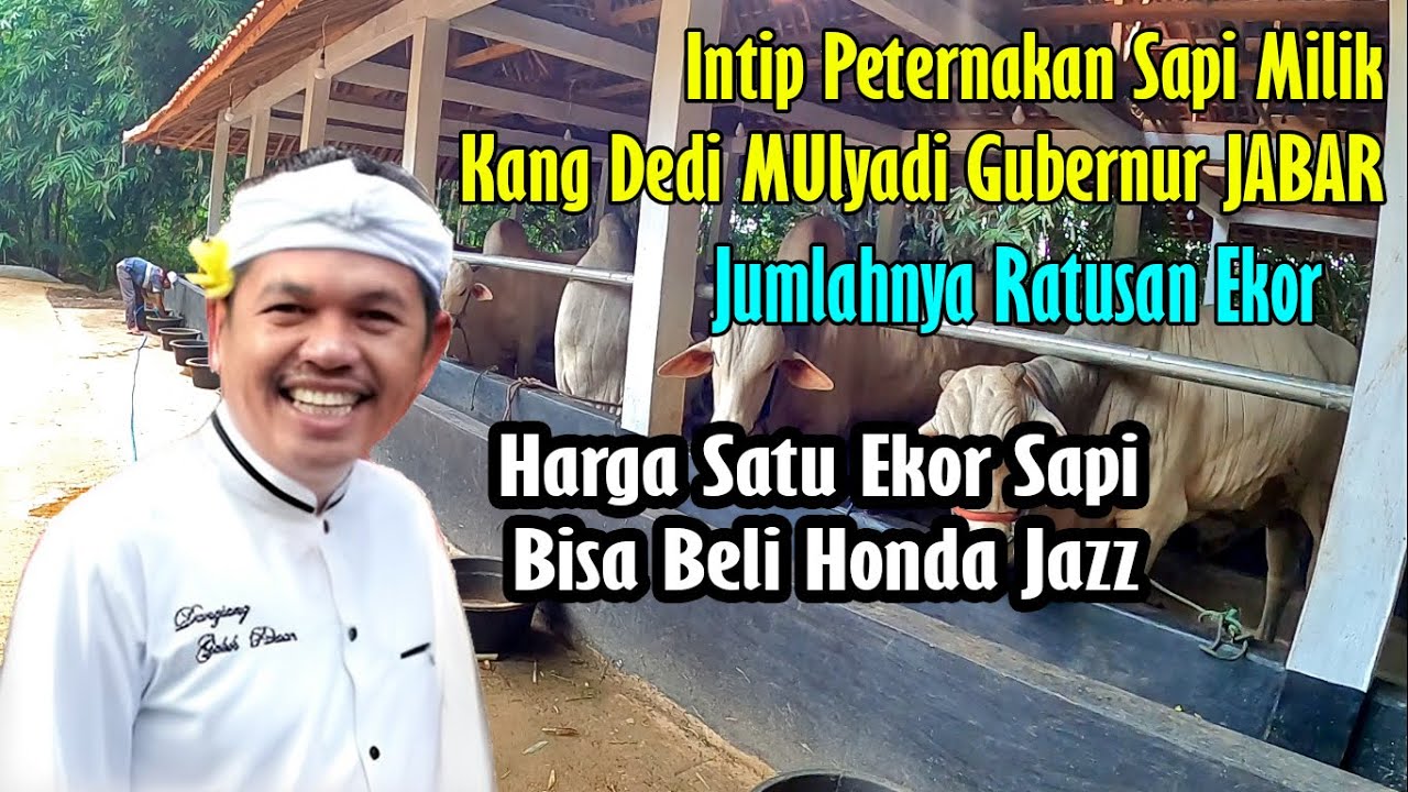 Bikin Kaget ‼️Peternakan Sapi Milik Kang Dedi Mulyadi Jumlahnya Ratusan Ekor,,Bikin Kaya raya