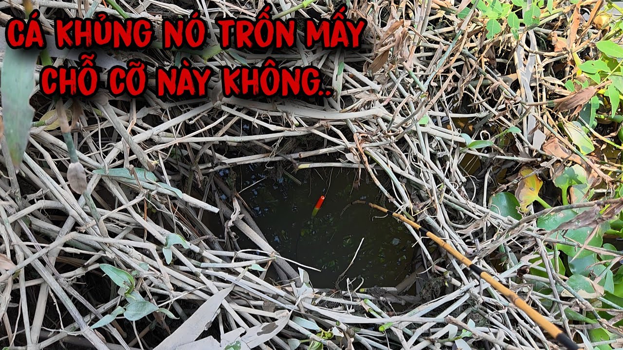 Tập 215 - Xứ Gì Cá Gom Ổ Thấy Ham, Giật Trúng Cá Khủng Cong Cần Đã Tay | Câu Cá Rô Đồng