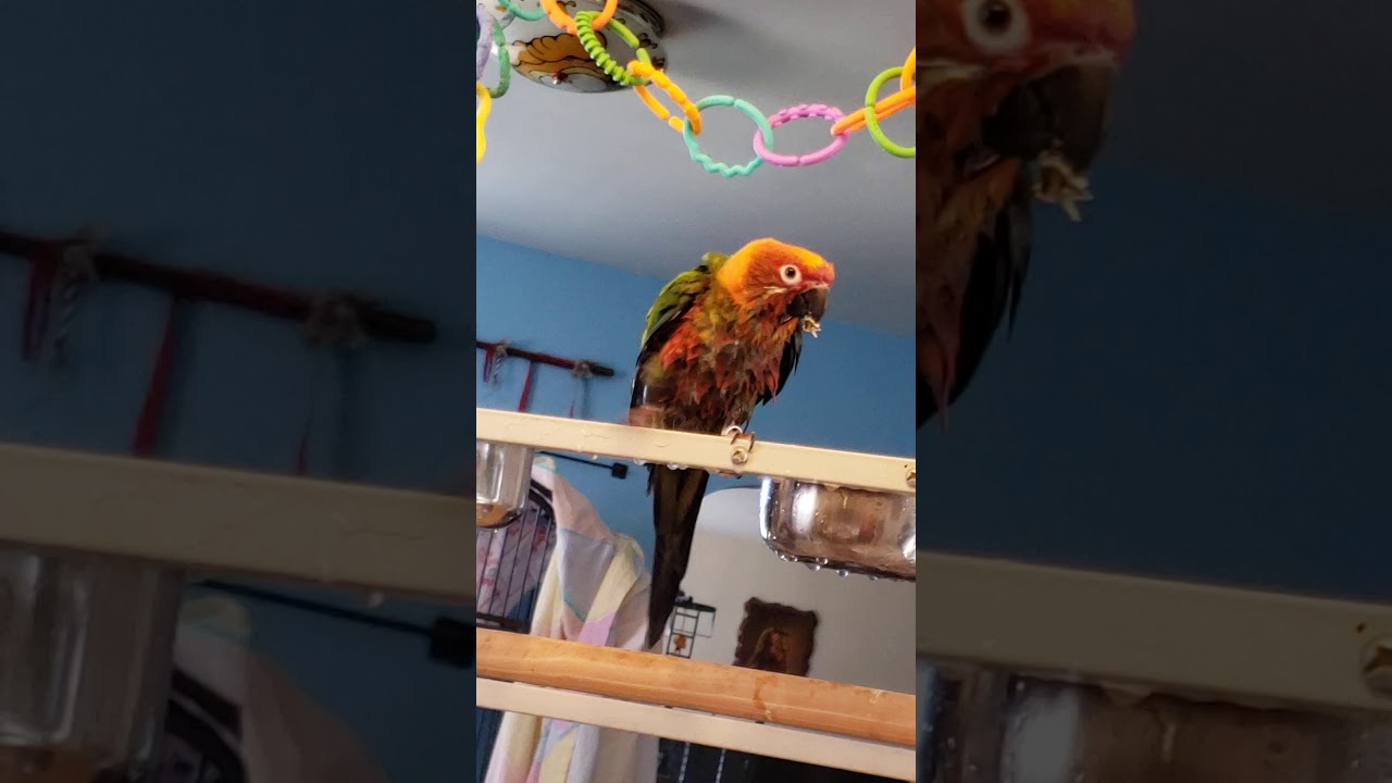 Bird drying off after a bath