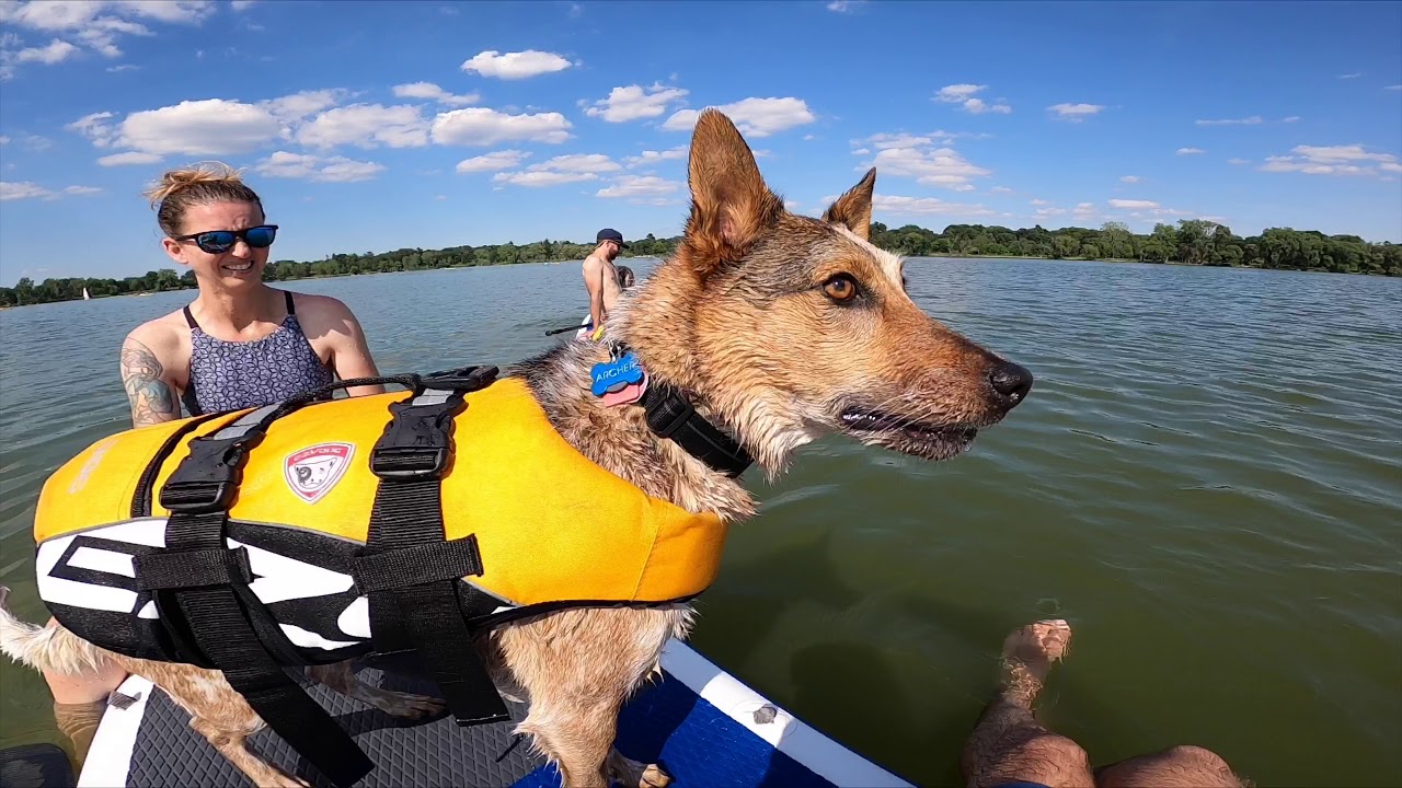 Water dog daze - YouTube