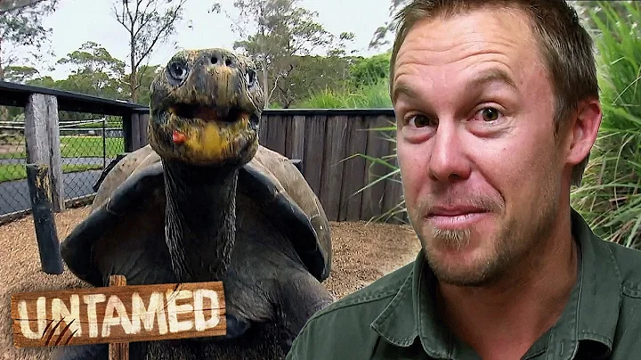 Top 5 Most Unbelievable Wildlife Encounters! | Untamed thumbnail