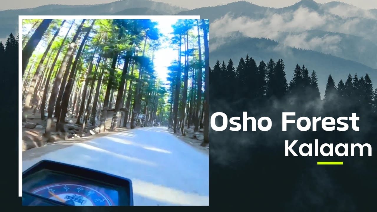 Usho Forest | kalam Usho ka jangle | kalam tour and trip| Kashif khan official