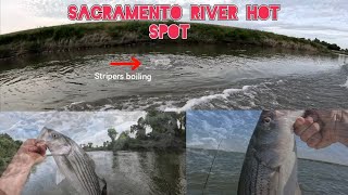 I Found the Striper "Honey Hole" on the Sacramento river-Spring run striper fishing 