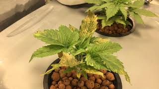Cannabis Calcium Nutrient Deficiency Progression (Time-lapse Day 16-20)