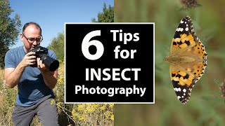 How to Improve your Insect Photos: 6 Top Tips with Paul Miguel Photography