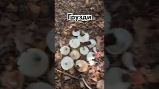 Залежи Груздей (Белый Подгруздок в ноябре) Russula Delica