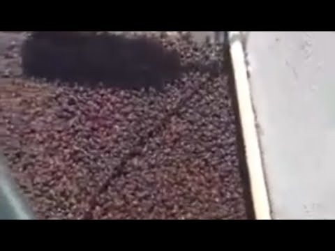 Increíble invasión de cascarudos en La Pampa