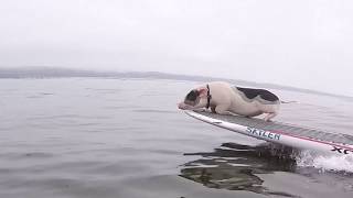 Pig And Dog Surfing Duo - Pickles The Pig Goes Surfing