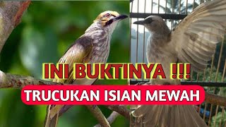 Download Lagu TERBUKTI | BURUNG TRUCUKAN GACOR ISIAN CUCAK ROWO  @yoyokmaligas MP3