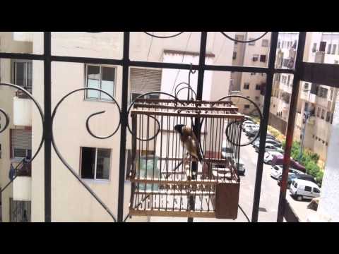 MOKNINE WAHID DERB GHELEF 2013