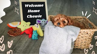 PUPPY GOTCHA DAY | We got a Cavapoo Puppy | First Day with New Puppy Vlog by Wolfie BuzZz 3,124 views 3 years ago 13 minutes, 12 seconds