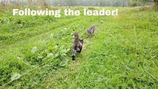 A typical Sunday stroll with our cats! by Adventures of Luna and Marley 106 views 2 years ago 4 minutes, 12 seconds