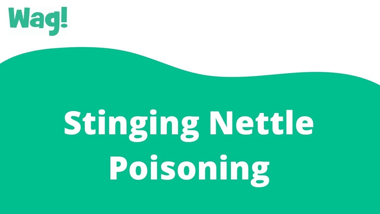 Stinging Nettle Poisoning in Dogs Wag! YouTube