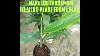 MULTIPLY YOUR ELAICHI PLANT | MAKE 100  CARDAMOM PLANT FROM ONE PLANT |