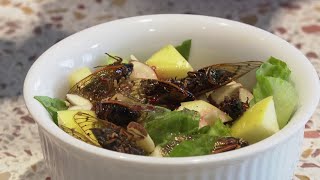 Crunchy delicacy: Cooking up cicadas