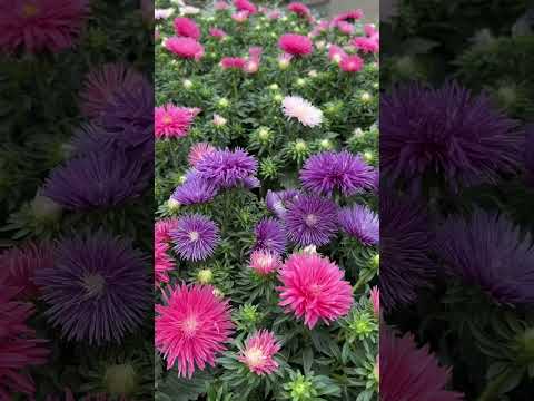 Video: China Aster Flowers - Was sind Wachstumsbedingungen für China Aster Pflanzen