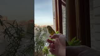 Птичка и розмарин🦜 #bird #parrot #розмарин #попугай #кушает #spring #весна